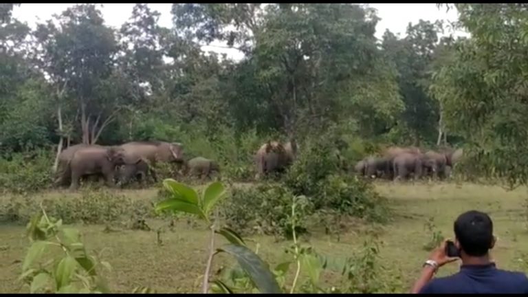 elephant