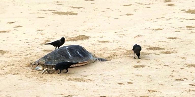 e04dd1eaccc54d5f4cee718ca821b6d72d3bb433a348b4e53ae4ec0bc34f4572_1